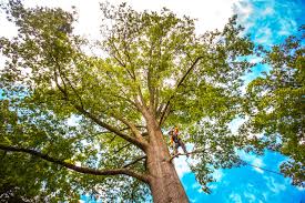 Best Stump Grinding and Removal  in Norristown, PA