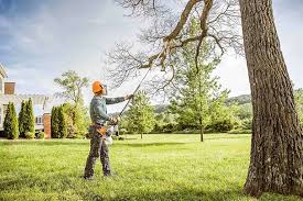 Best Commercial Tree Services  in Norristown, PA