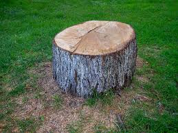 Professional Tree Care in Norristown, PA
