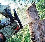 Best Tree Removal  in Norristown, PA