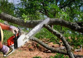 Best Arborist Consultation Services  in Norristown, PA