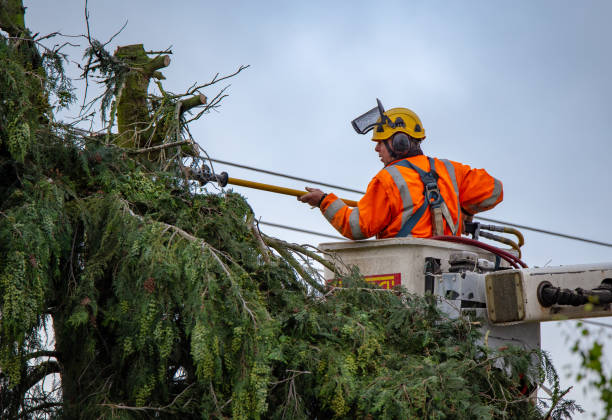 Best Root Management and Removal  in Norristown, PA