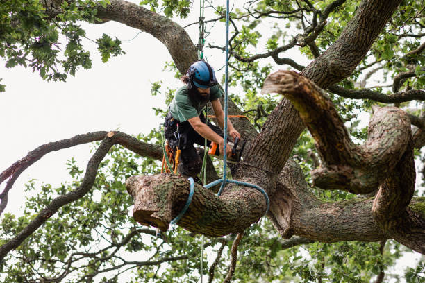 Best Hazardous Tree Removal  in Norristown, PA