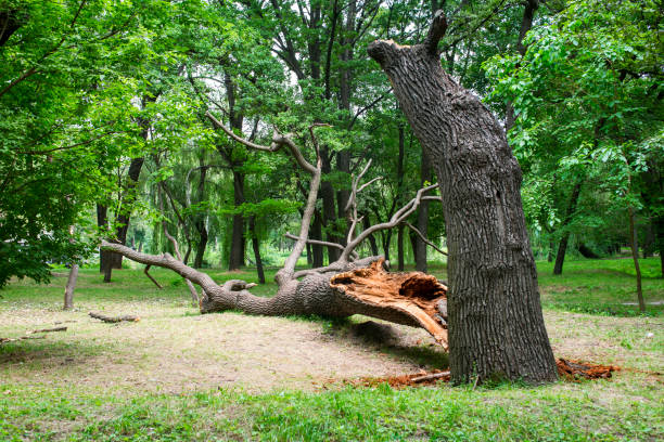 Lawn Maintenance Plans in Norristown, PA