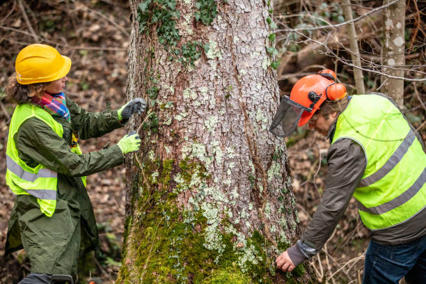  Norristown, PA Tree Care Pros