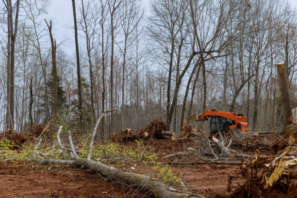 Best Tree Trimming and Pruning  in Norristown, PA
