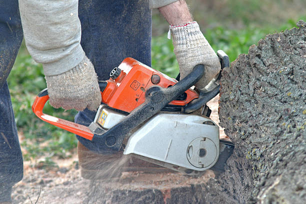 Best Storm Damage Tree Cleanup  in Norristown, PA