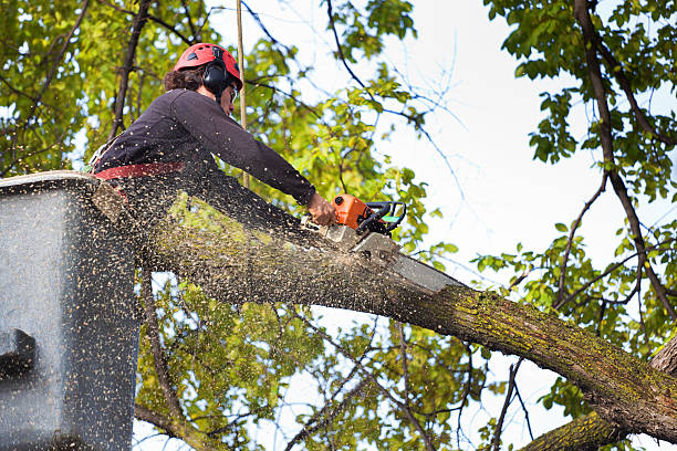 How Our Tree Care Process Works  in  Norristown, PA