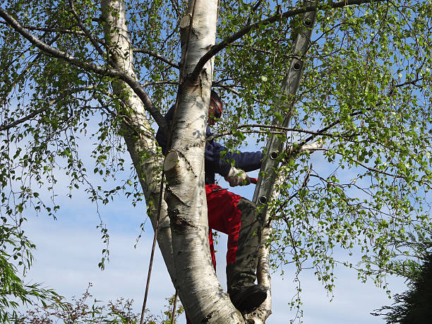 Best Tree Disease Treatment  in Norristown, PA