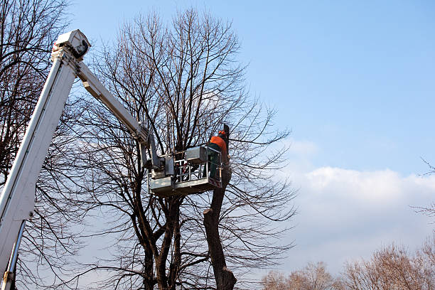 Best Seasonal Cleanup (Spring/Fall)  in Norristown, PA