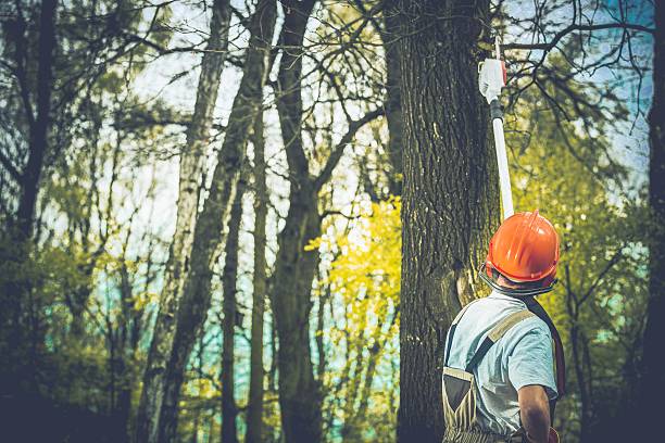 Best Tree and Shrub Care  in Norristown, PA