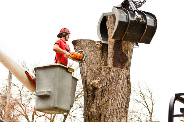 Best Tree Health Inspection  in Norristown, PA